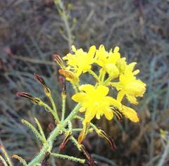 Bulbine alooides