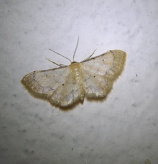 Idaea politaria