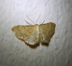 Idaea politaria