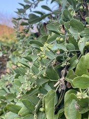 Cocculus hirsutus