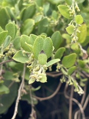 Cocculus hirsutus