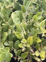 Cocculus hirsutus