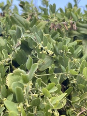 Cocculus hirsutus
