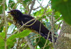 Cuculus solitarius