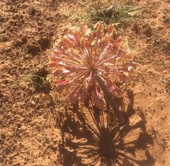 Brunsvigia bosmaniae