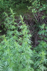 Artemisia rubripes