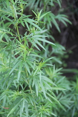 Artemisia rubripes