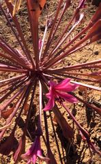 Brunsvigia bosmaniae