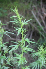 Artemisia rubripes