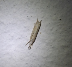 Metacrambus carectellus