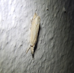Metacrambus carectellus