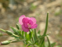Epilobium hirsutum