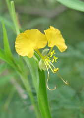 Commelineae