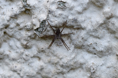 Pisaura mirabilis