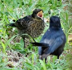 Melaenornis pammelaina ater
