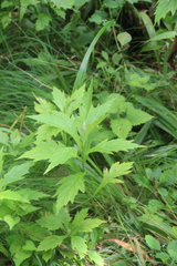Artemisia stolonifera