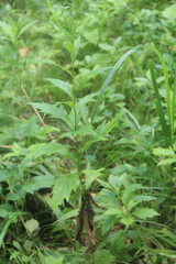 Artemisia stolonifera