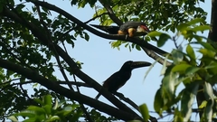 Pteroglossus torquatus