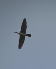Phalacrocorax carbo