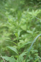 Artemisia stolonifera