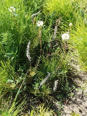 Hebenstretia integrifolia