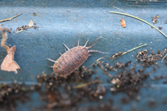 Porcellio scaber