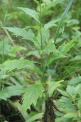 Artemisia stolonifera