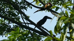 Pteroglossus torquatus