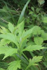Artemisia stolonifera