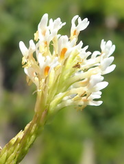 Hebenstretia integrifolia