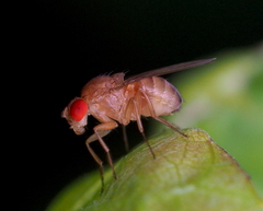 Drosophila immigrans