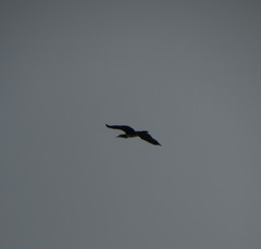 Phalacrocorax carbo