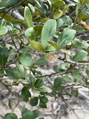Terminalia boivinii
