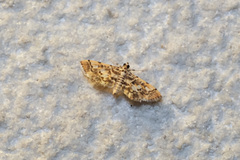 Lamprosema commixta