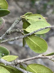 Terminalia boivinii