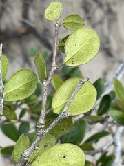 Terminalia boivinii