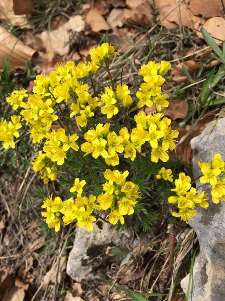 Yellow Whitlow-grass