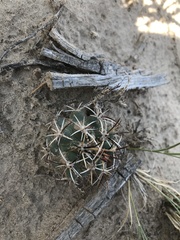 Sclerocactus cloverae