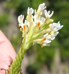 Hebenstretia integrifolia