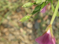 Epilobium hirsutum