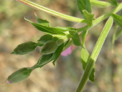 Epilobium hirsutum