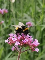 Bombus