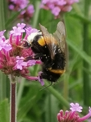 Bombus