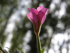 Epilobium hirsutum