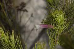 Erica viscaria