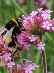 Bombus