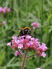 Bombus