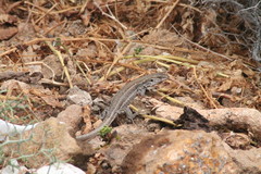 Gallotia galloti galloti