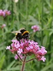 Bombus