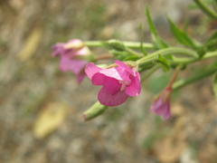 Epilobium hirsutum